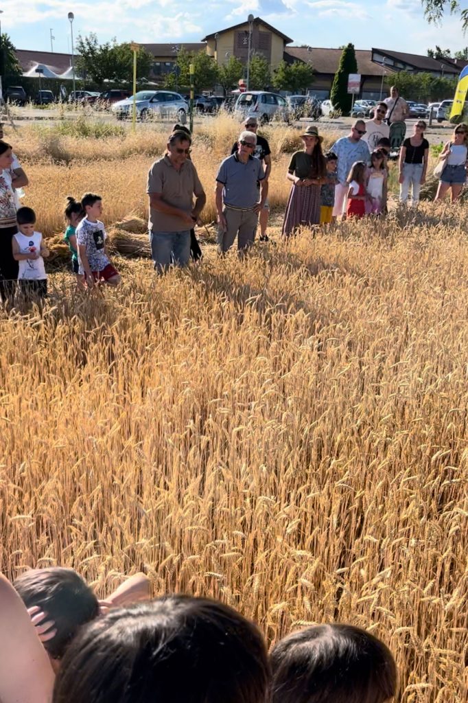 campo-grano